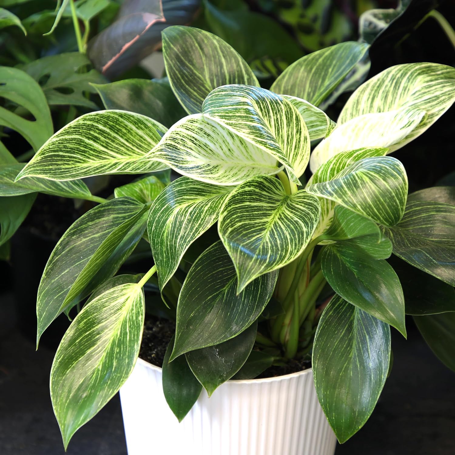 Variegated Philodendron Birkin Houseplant, Powerful Air Purifying Plant, Easy to Grow, Upright Philodendrons, Popular Live Indoor Plants, 6 in. Grower Pot, Unique Houseplants for Beginners