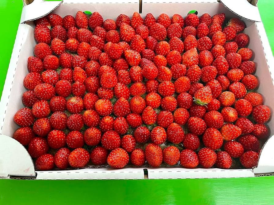 Amazon.co.jp: 【☆加工用 夏秋いちご】常識を超えた甘さ「夏いちご Amazon.co.jp: 【☆加工用 夏秋いちご】常識を超えた甘さ「夏いちご