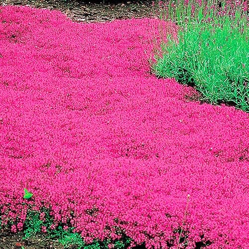 Miniatura 2 de Red Creeping Thyme 200 Semillas Fragante Cubierta de césped/Groundcover Semillas Resistentes a la Sal de Sequía Resistente a la Sequía Crecimiento