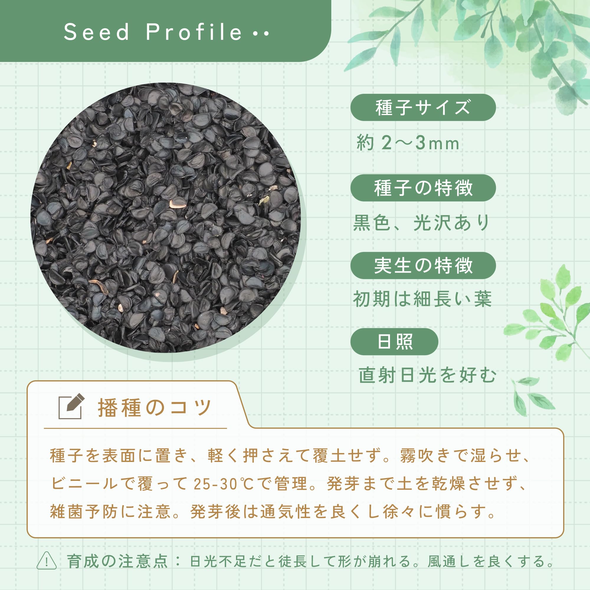 Amazon.co.jp: SEEDSTOCK アガベ オテロイ チタノタ 種子 100粒 Agave
