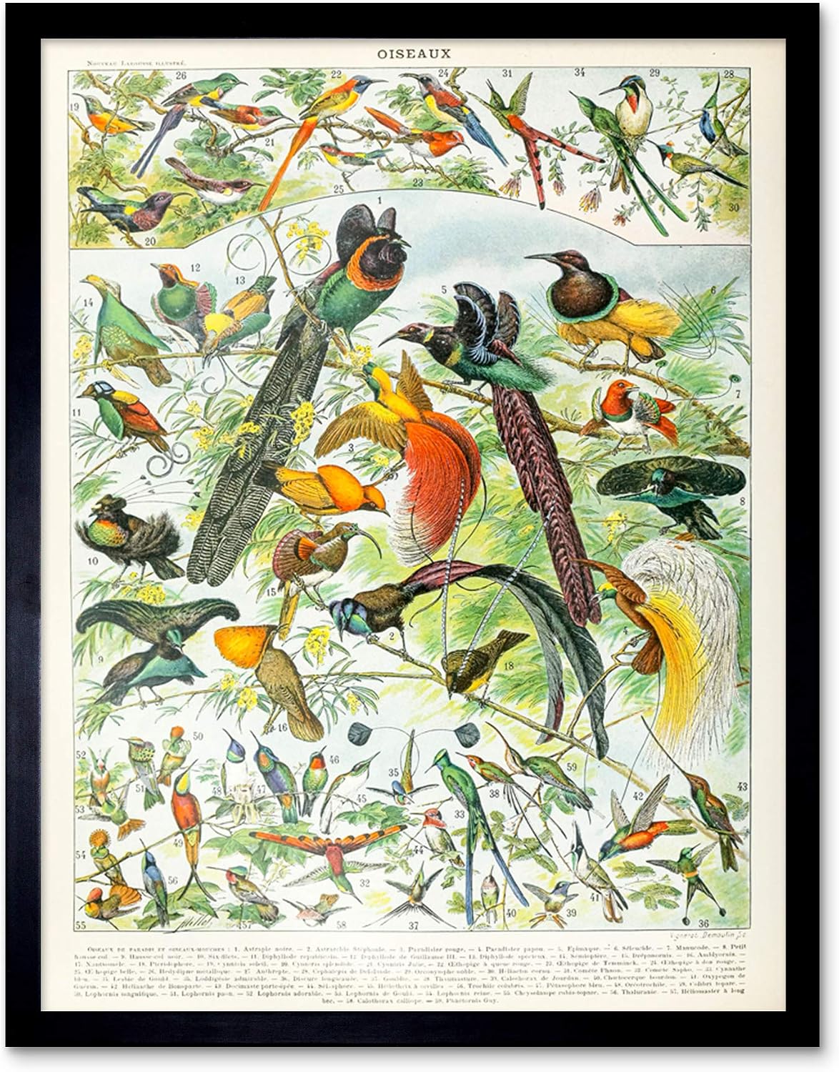 Artery8 Millot Encyclopedia Page Birds Paradise Art Print Framed Poster Wall Decor 12x16 inch