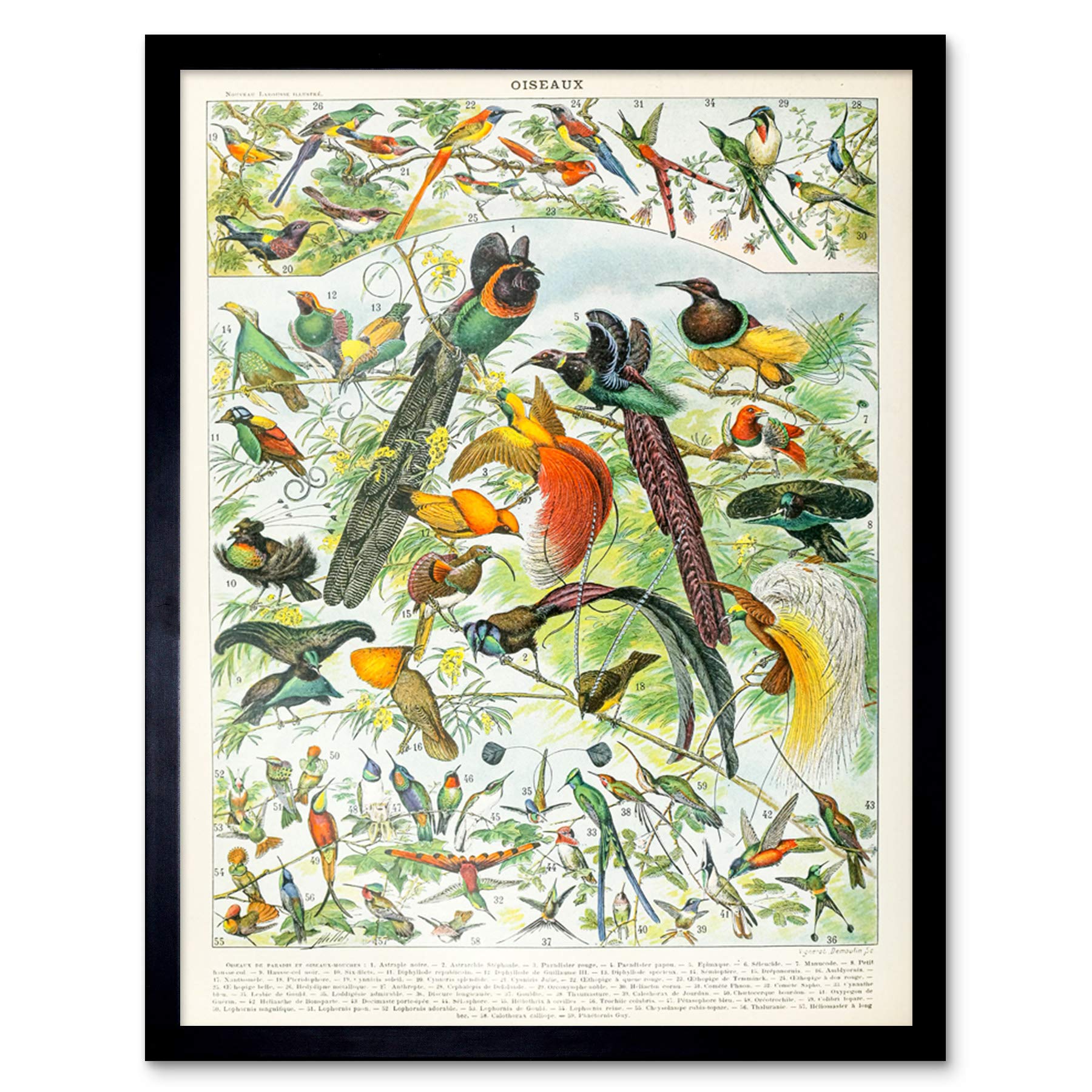 Artery8 Millot Encyclopedia Page Birds Paradise Art Print Framed Poster Wall Decor 12x16 inch