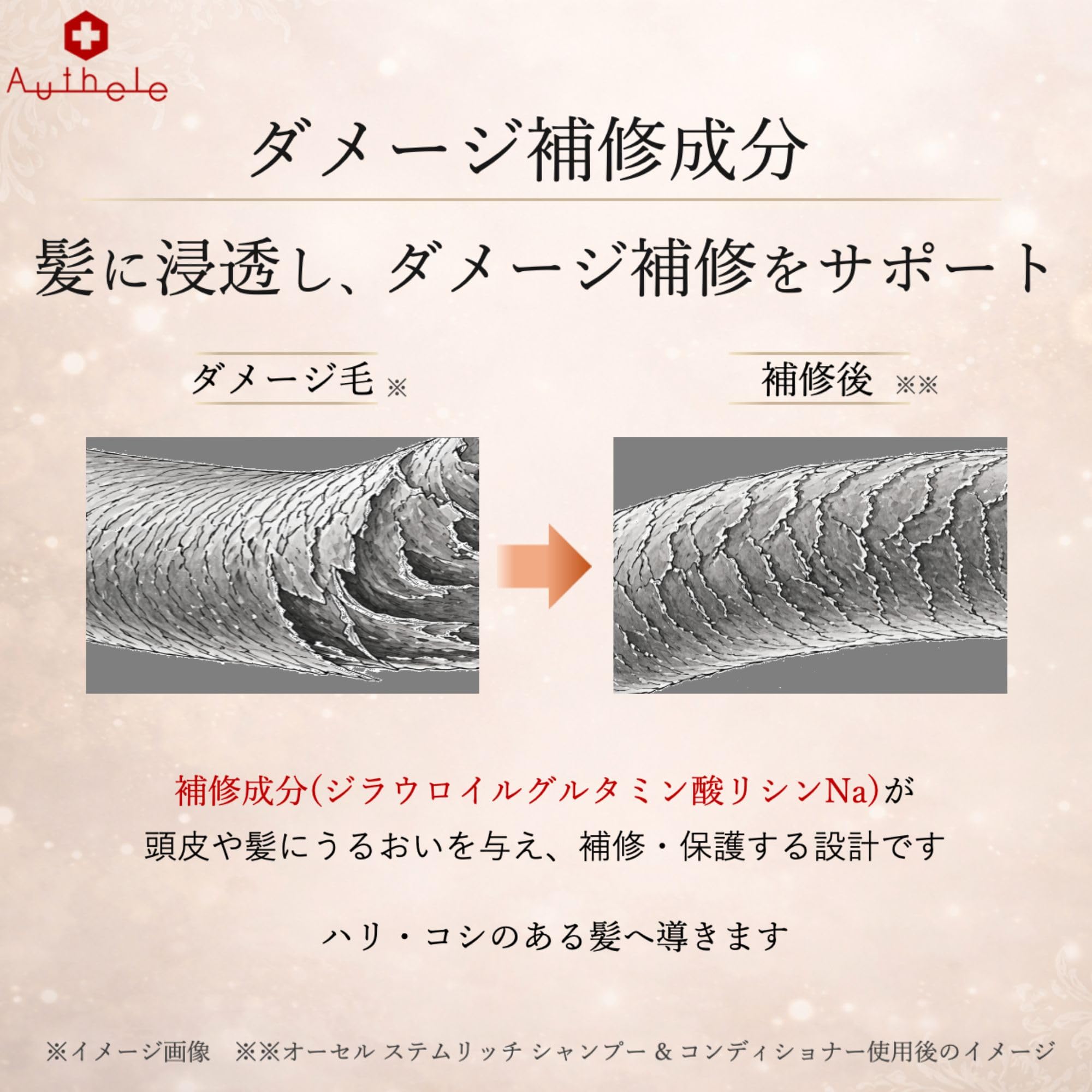 Amazon | オーセル オアシス ステムリッチ シャンプー ノンシリコン