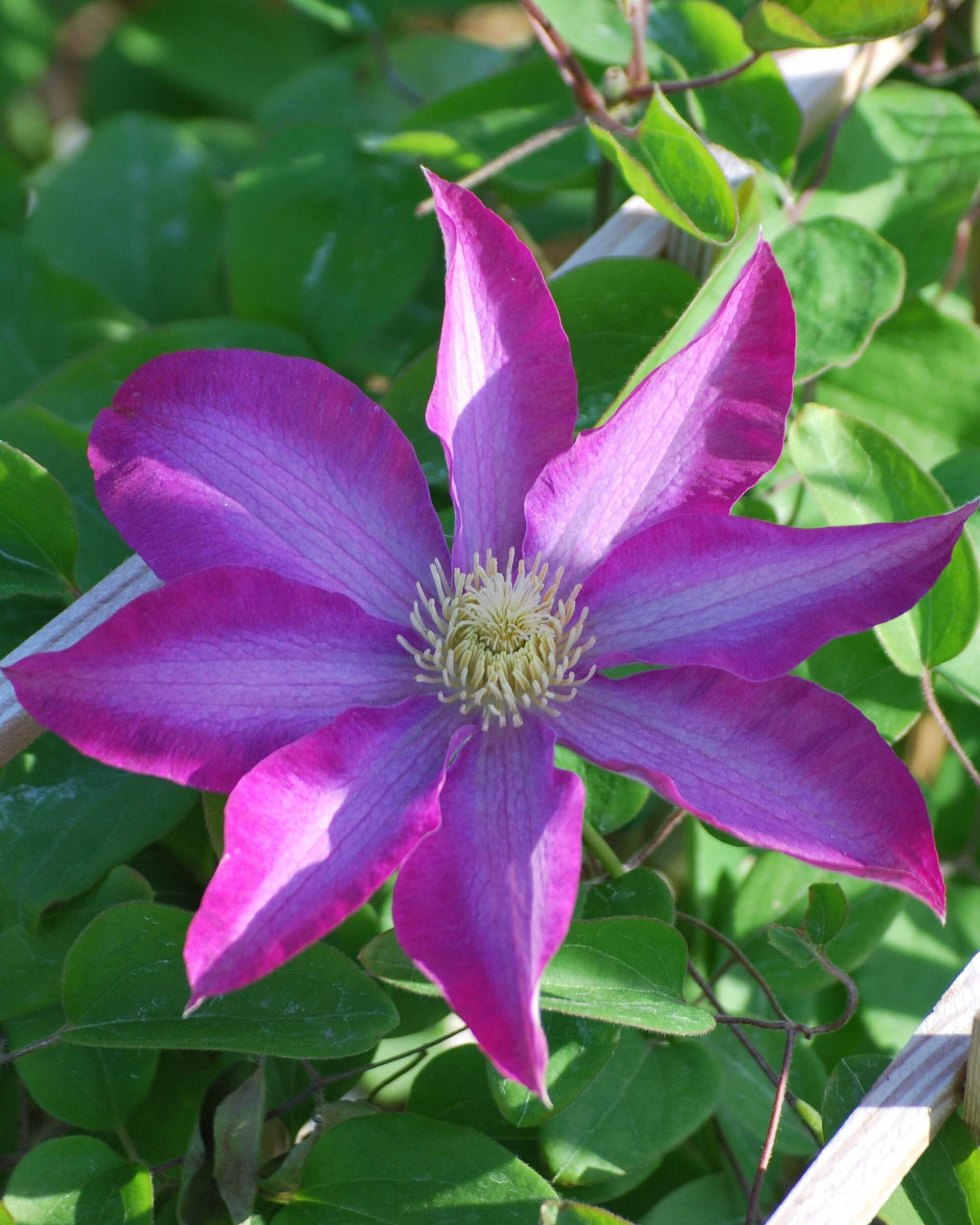 Perennial Farm Clematis 'Pink Champagne' Hybrid – Live Flowering Vine in 4 Quart Container, Large Rose-Pink Blooms with Contrasting Centers, Long Blooming, Ideal for Trellises, Arbors & Containers