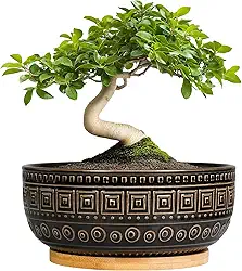 G EPGardening Vaso de bonsai – vasos de cerâmica para suculentas de 20 cm com drenagem e pires de plantas, tigela redonda e rasa para plantas de interior, decoração de casa de jardim boho, presentes