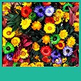 Cool Application And Games