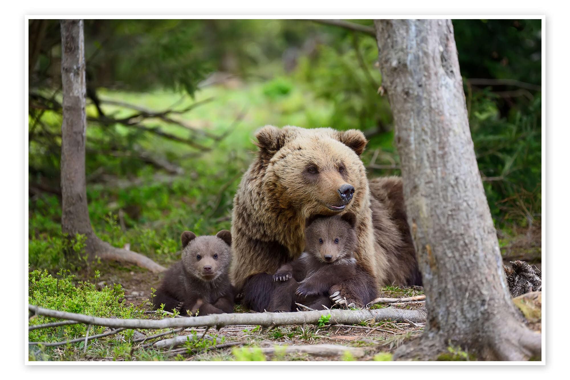 Brown bear with cubs in forest Plakat