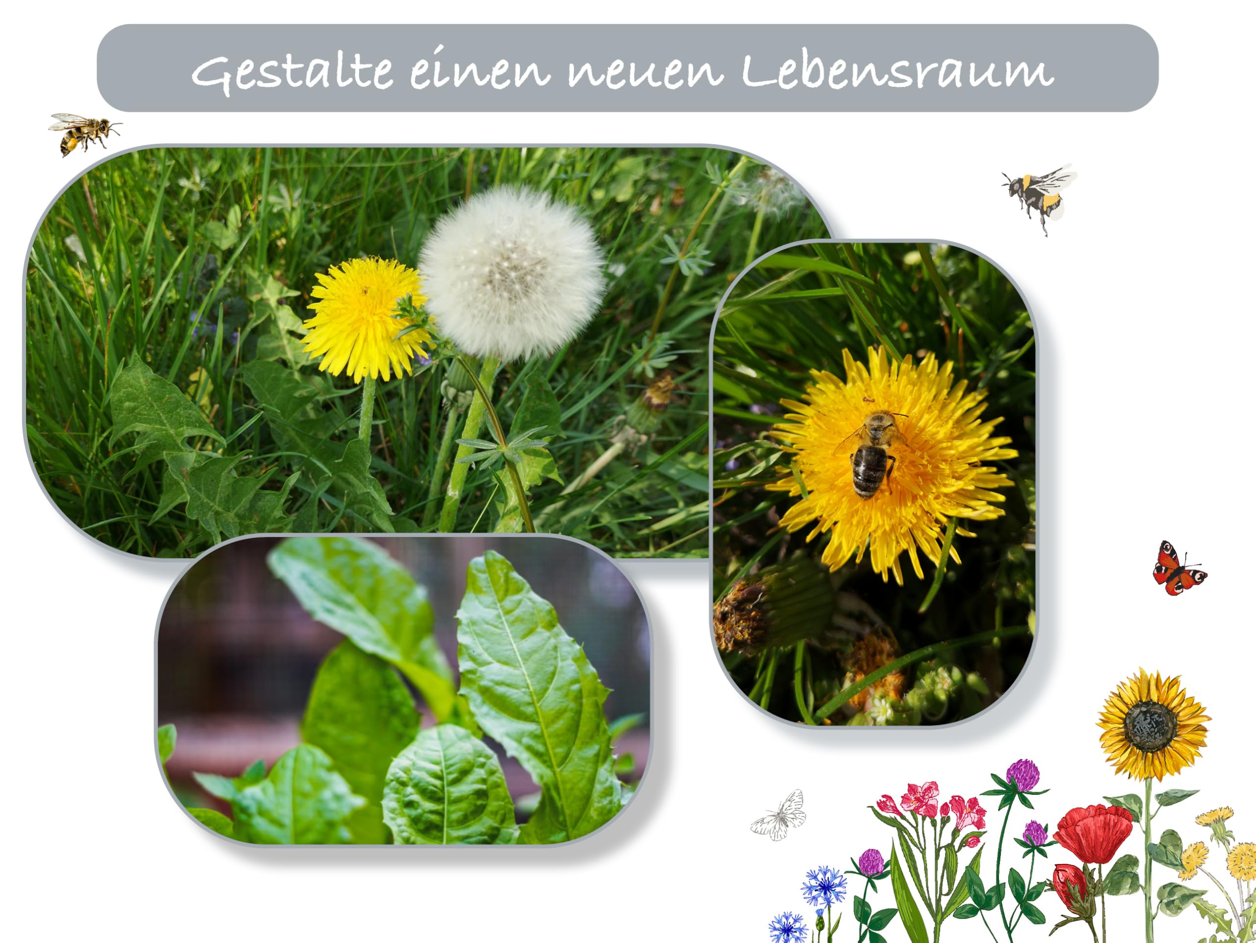 100.000 deutsche Löwenzahn Samen lat. Taraxacum Saatgut mehrjährig & winterhart, Futterpflanze Kaninchen, Hase, Meerschweinchen; Löwenzahnblüten Bienenmagnet Pollen Pusteblume