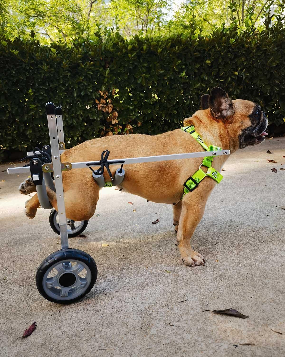 Hondenrolstoel Teckel Hond Rolstoel voor Achterpoten, 2 Wielen Huisdier Mobiliteitshulpmiddel voor Hond Activiteit Heupondersteuning, Verstelbare Hondenpootbeugel, Lichtgewichten(Size XS