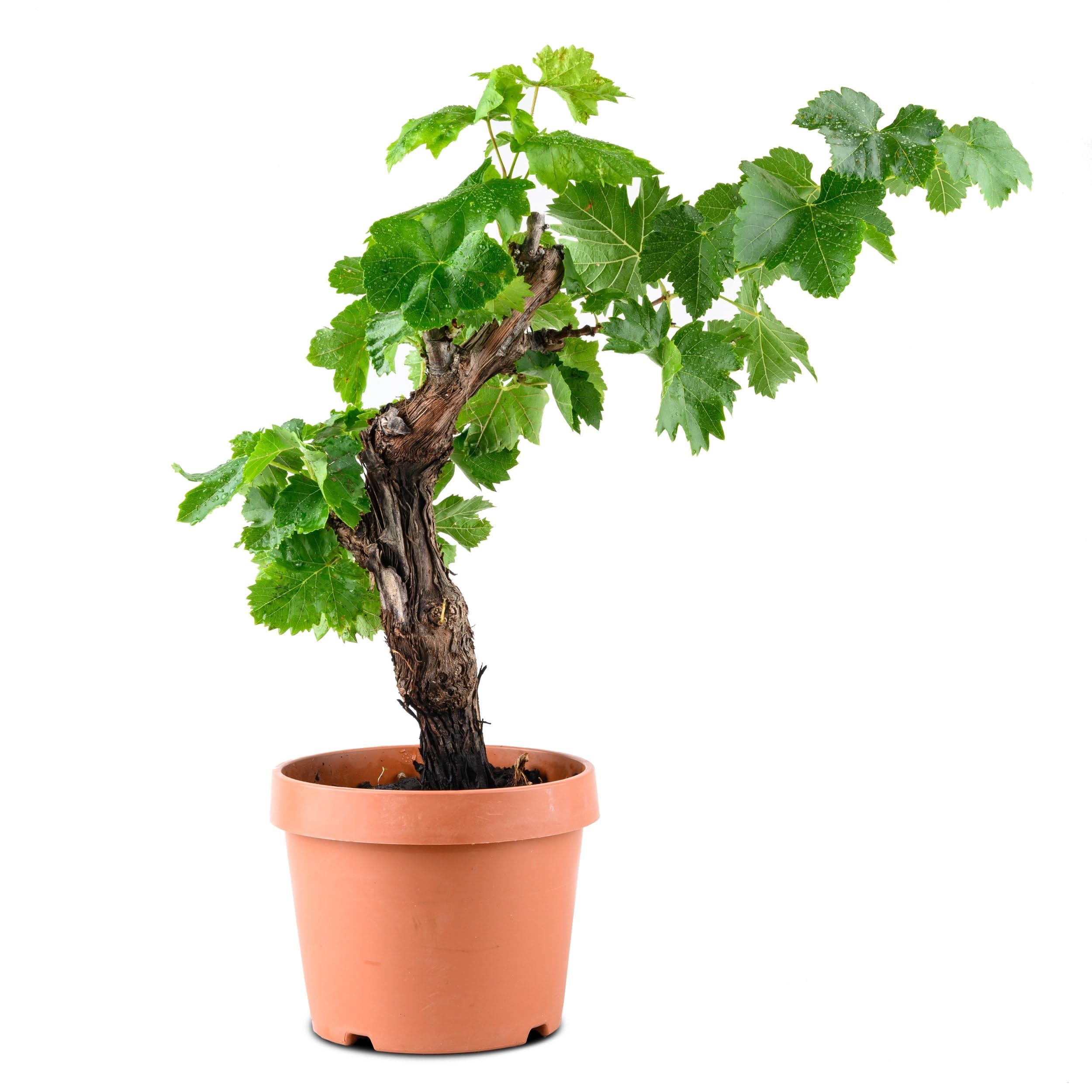 Meine Orangerie - exklusive Vitis Vinifera Weinrebe in Bonsai Form – Premium Weinrebe – pflegeleichter Indoor- und Outdoor-Bonsai – dekorative und langlebige Pflanze für Haus und Garten (Ø18cm Topf)