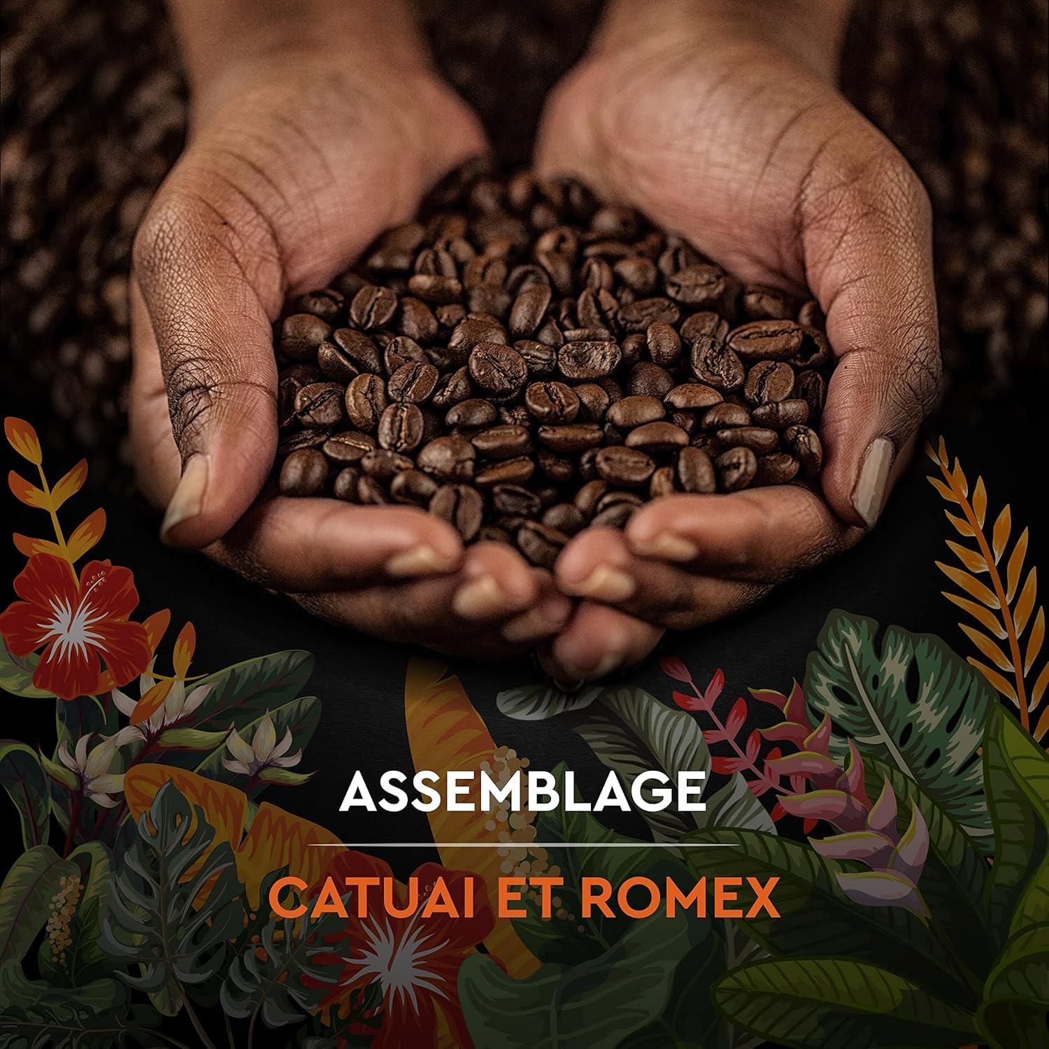 CARTE NOIRE - Café Grain Carte Noire Secrets de Nature - Catuai Romex - Certifié Rainforest Alliance - Paquet de 2 kg