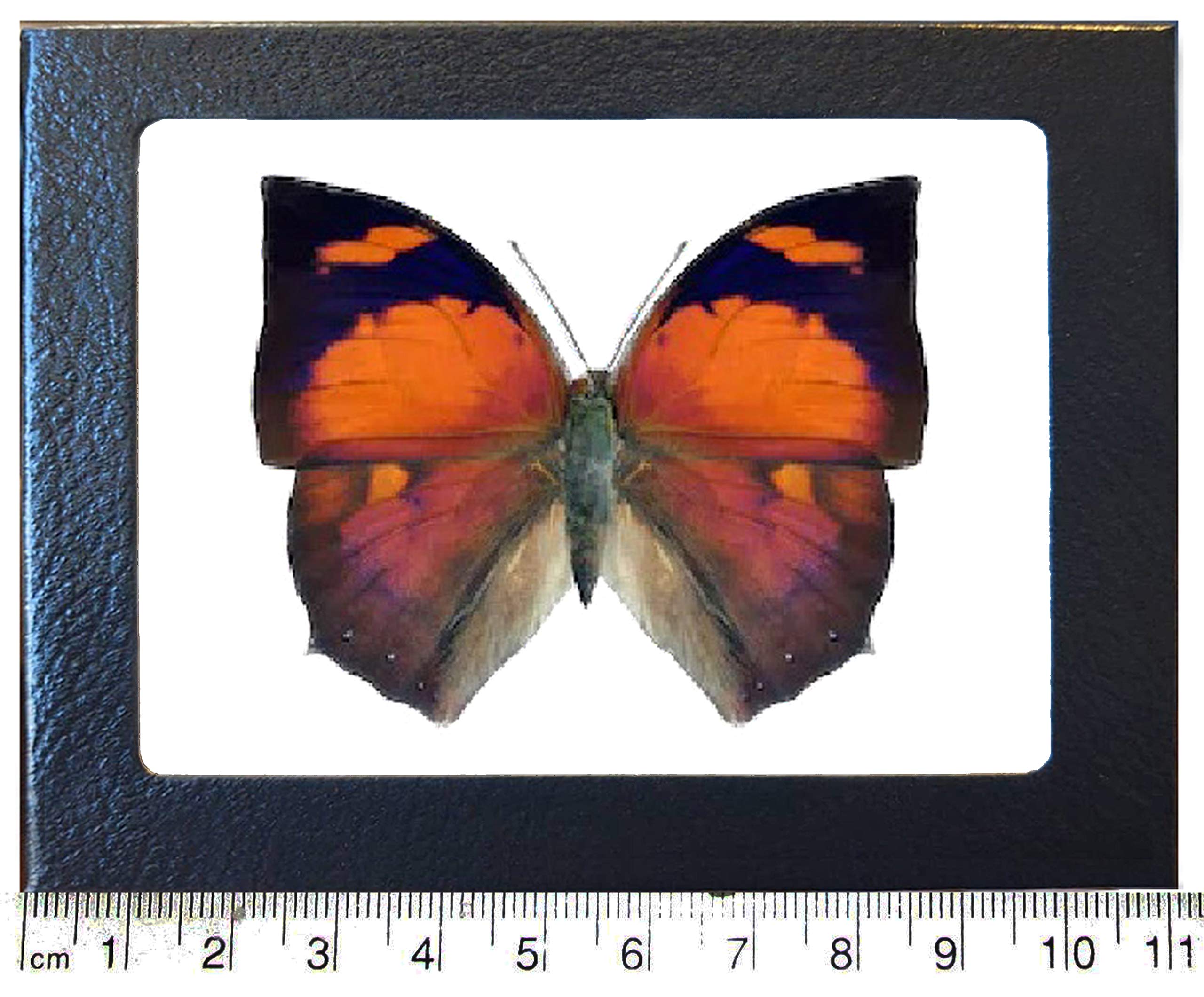 BicBugs Anaea ryphea red Orange Butterfly Peru Framed