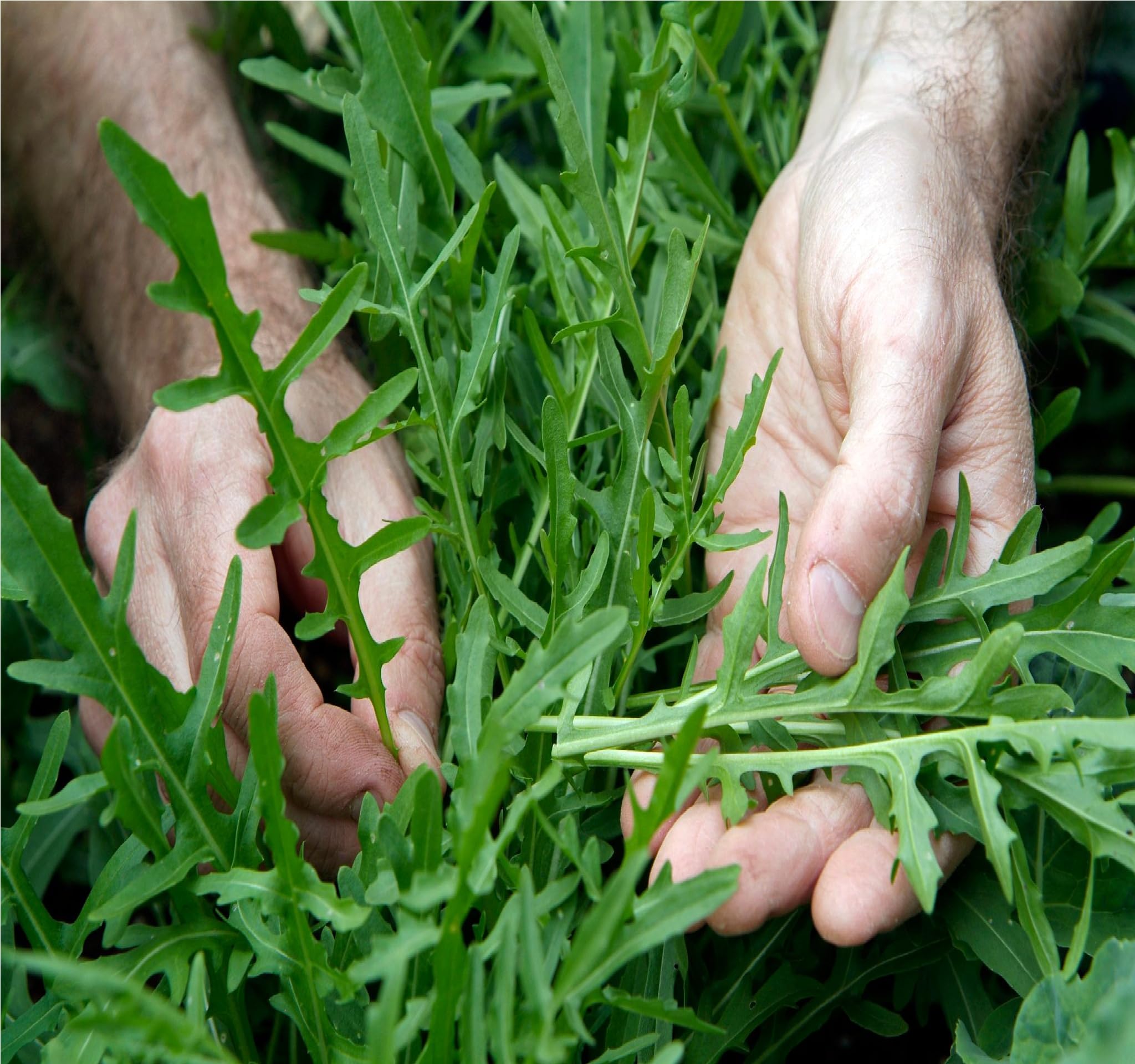Rocket Seeds (Arugula Seeds) for Home Gardening | High Germination Hybrid Herb Seeds | Fast Growing Salad Leaves | Non-GMO Fresh Green Leafy Vegetable Seeds for Balcony, Terrace & Kitchen Garden-image-24