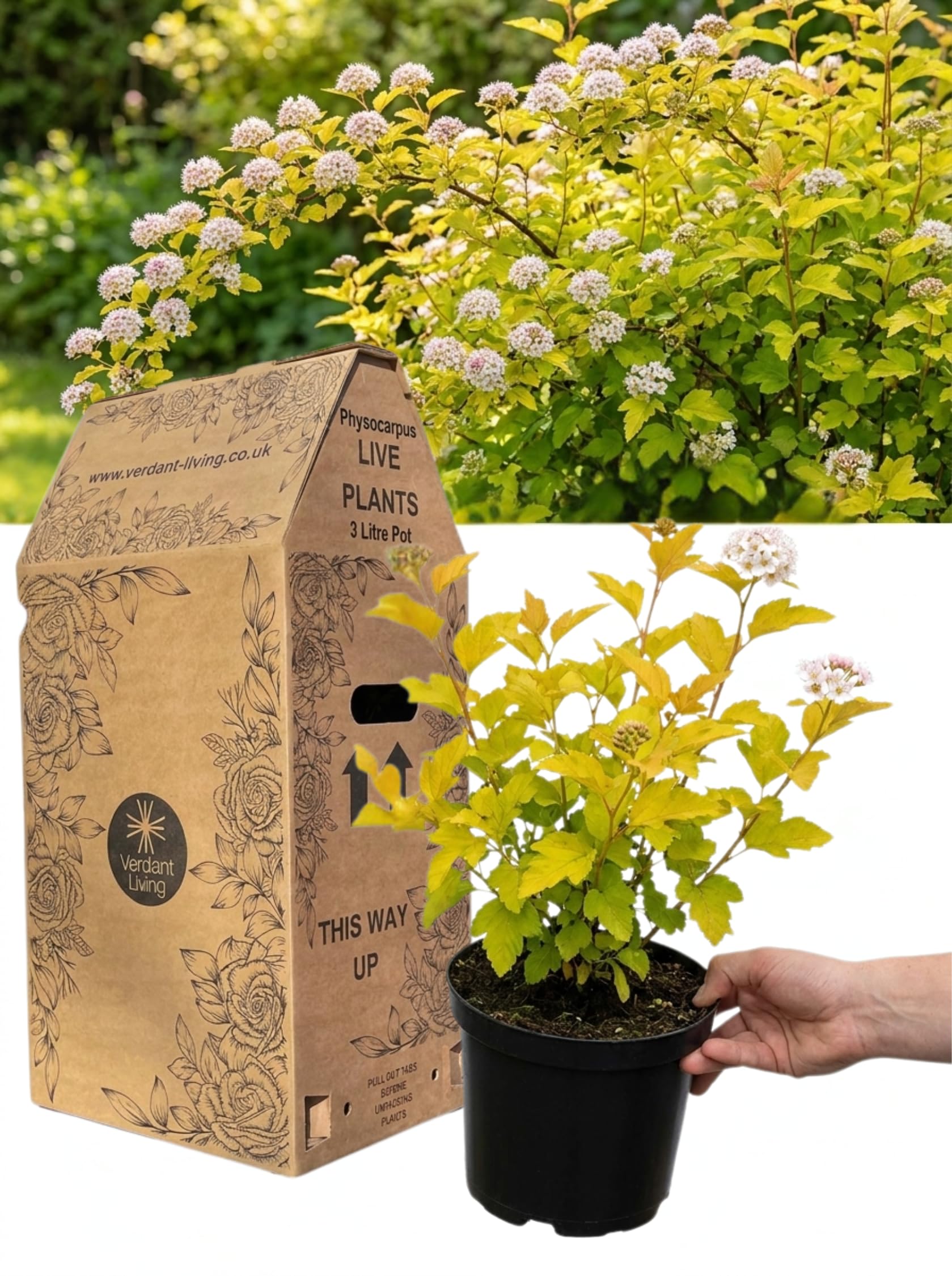 Physocarpus Raspberry Lemonade Plant In 3Ltr Pot – Colourful Ninebark Shrub, Hardy Perennial for Gardens, Borders, Hedging & Patio – Easy to Grow, Fast Growing Deciduous Shrub, Physocarpus Opulifolius