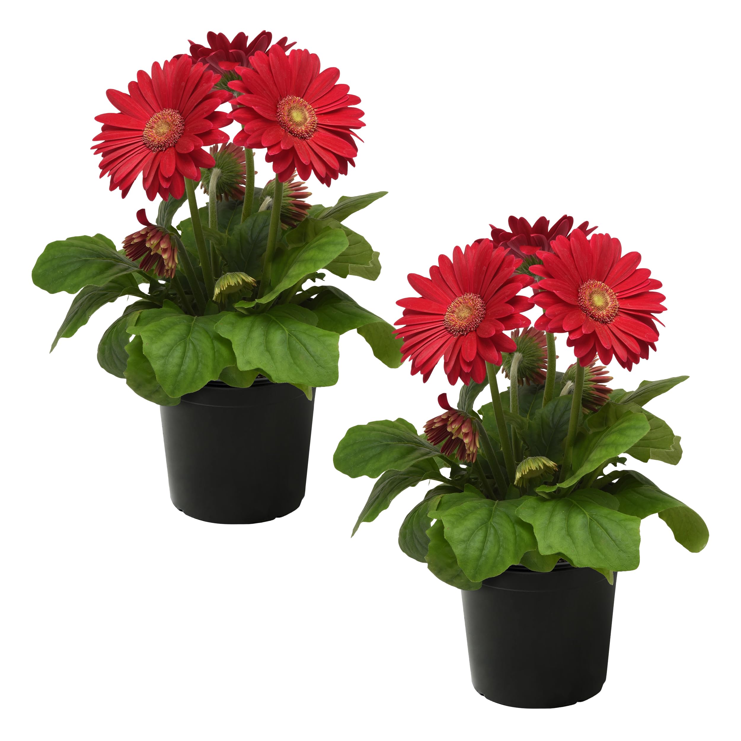 Gerbera Daisies Pink