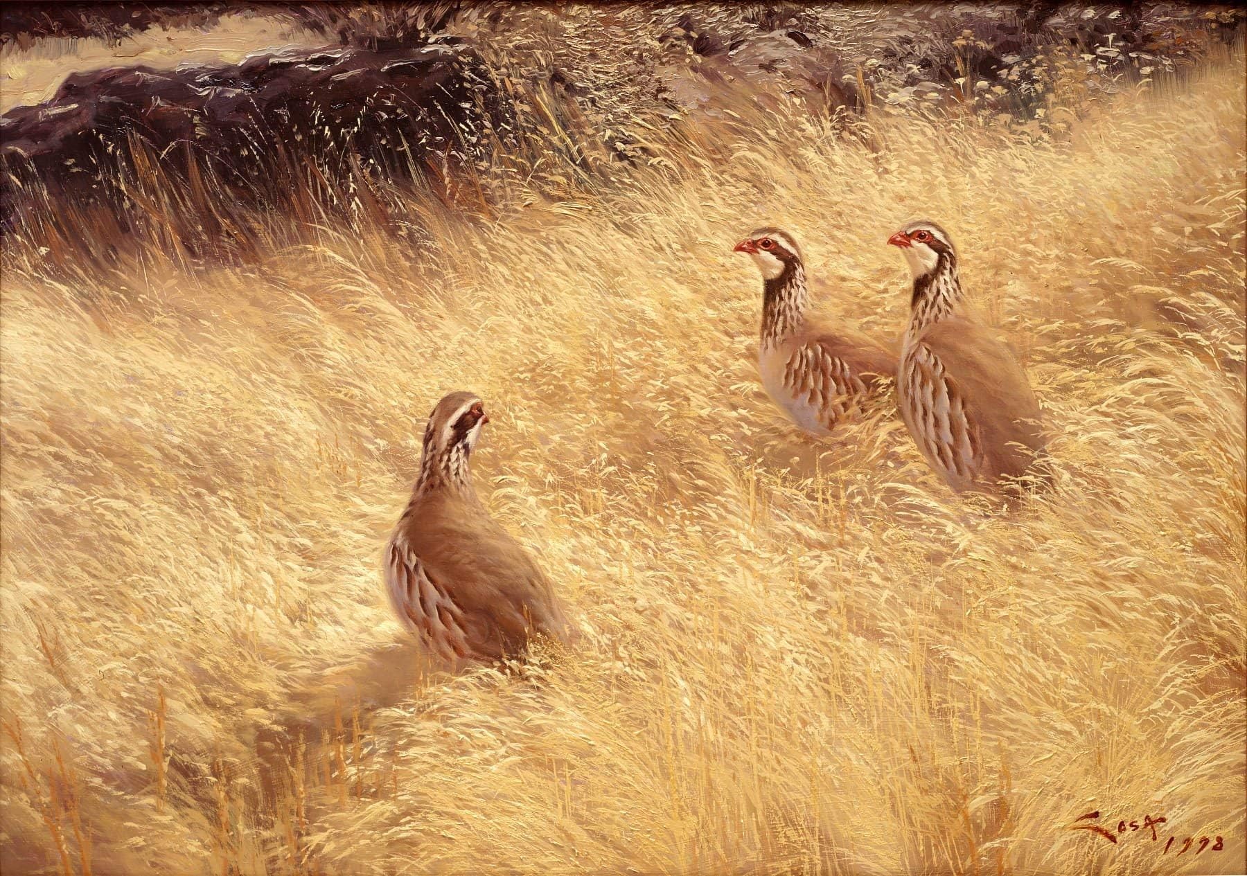 Red-legged Partridge painting "Three Partridges on Grass" Print on canvas - 80 x 56,5 cms.