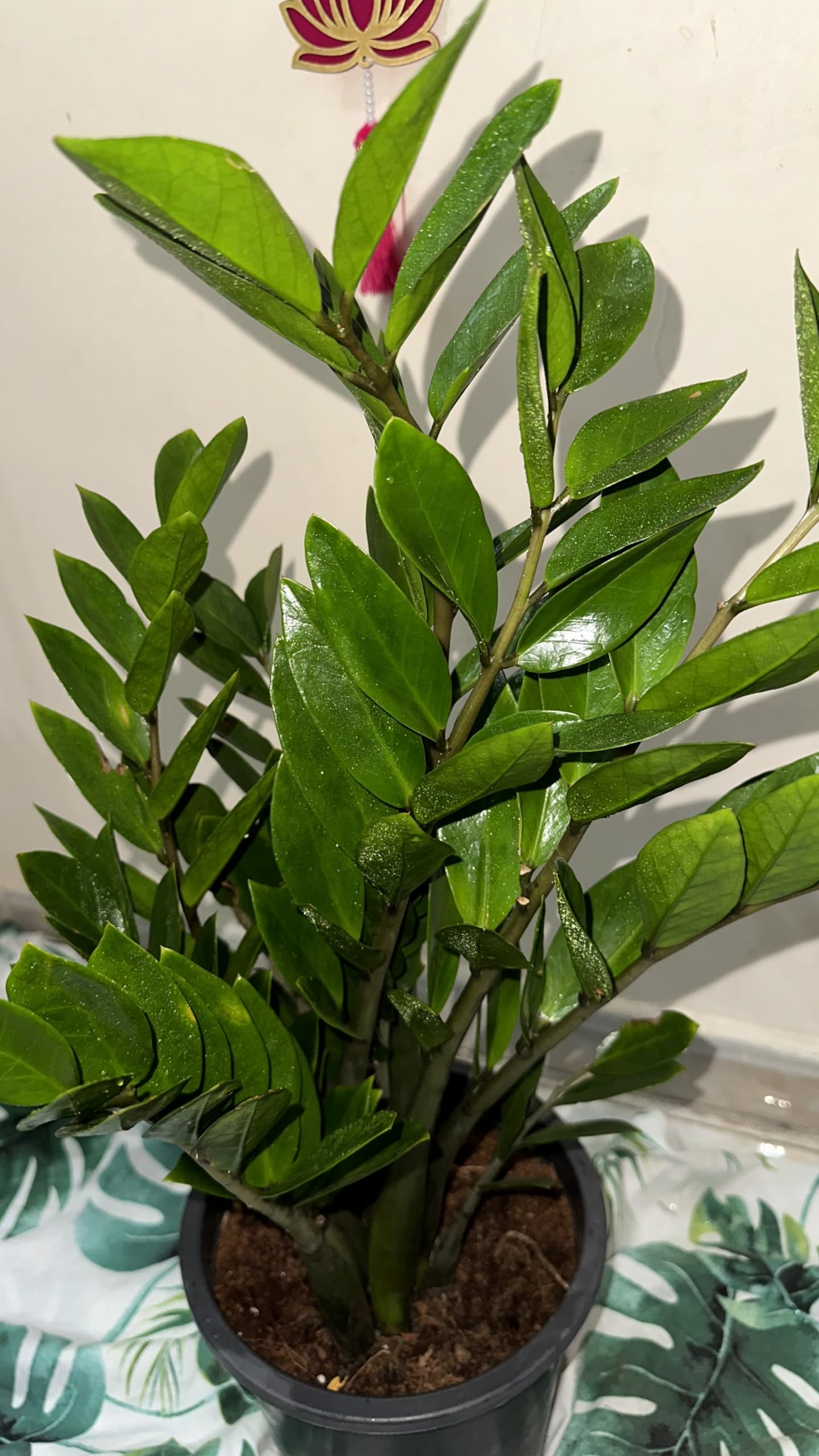 ZZ Plant live ZUZU fresh Indoor Plant 60cm to 65cm Zamioculcas Zamiifolia, air purifier