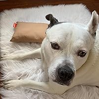 Vista 6 de Almohada de microfibra Pipsqueak - Pequeña, Mini, Pequeña - 27.9 x 17.8 cm - Perfecta para viajes, autos, aviones, camping, perros, niños pequeños