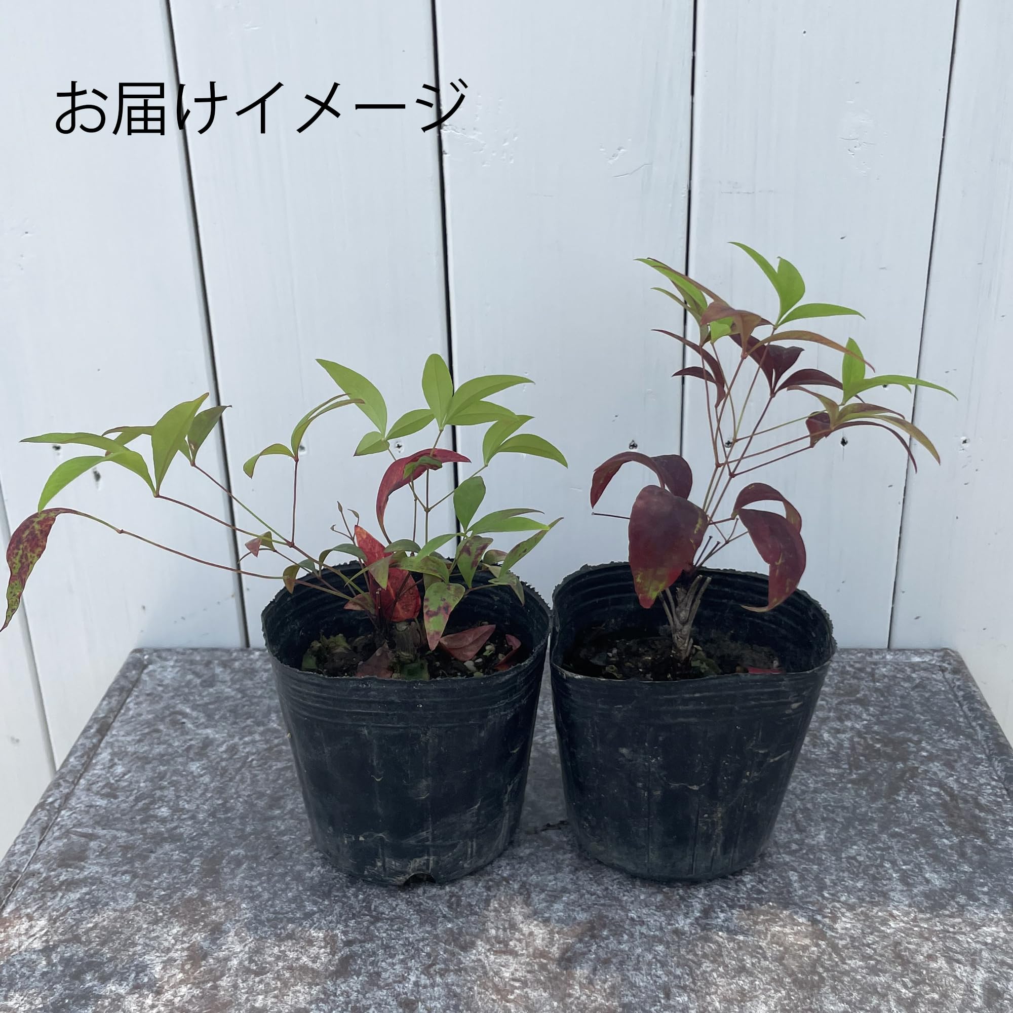 とうふ苗木 Amazon.co.jp: オタフクナンテン 苗木 3寸 2株 : 本