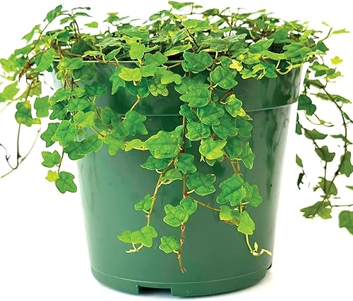 Cadena de ranas vivas de 4 pulgadas  Suculenta viva arrastrada totalmente enraizada en maceta con mezcla de tierra  Planta de casa rara para el