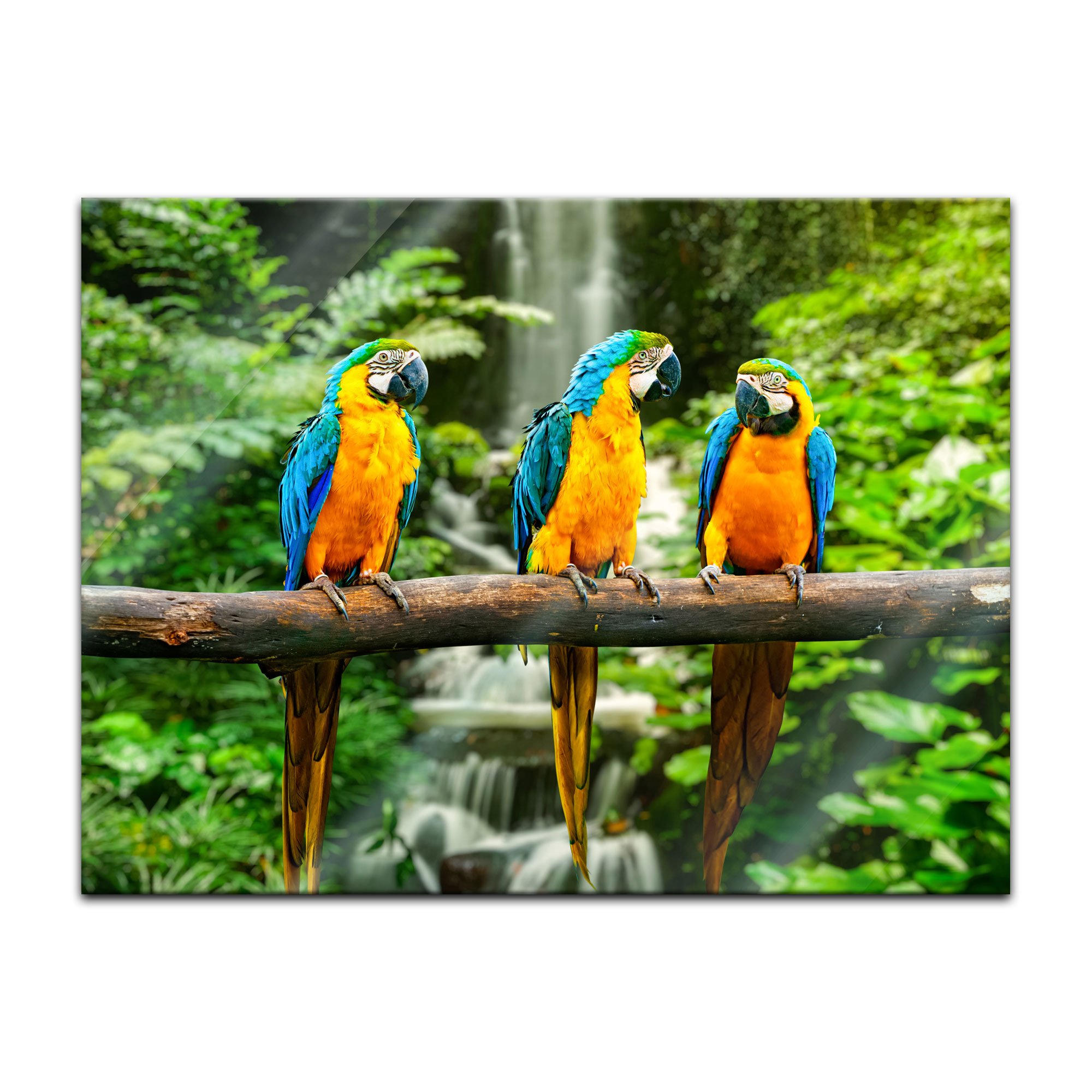 Bilderdepot24 Glasbild - Blau-Gelber Macaw Papagei - 80x60 cm - Deko Glas - Wandbild aus Glas - Bild auf Glas - moderne Glasbilder - Glasfoto - Echtglas