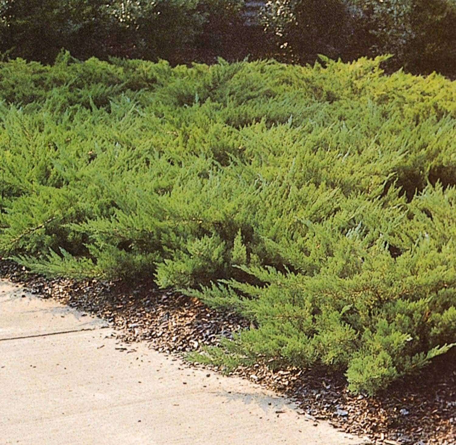 Juniper Parsoni | 2 Large Trade Gallon Size Plants | Juniperus Squamata Expansa Parsons | Drought Tolerant Cold Hardy Evergreen Groundcover