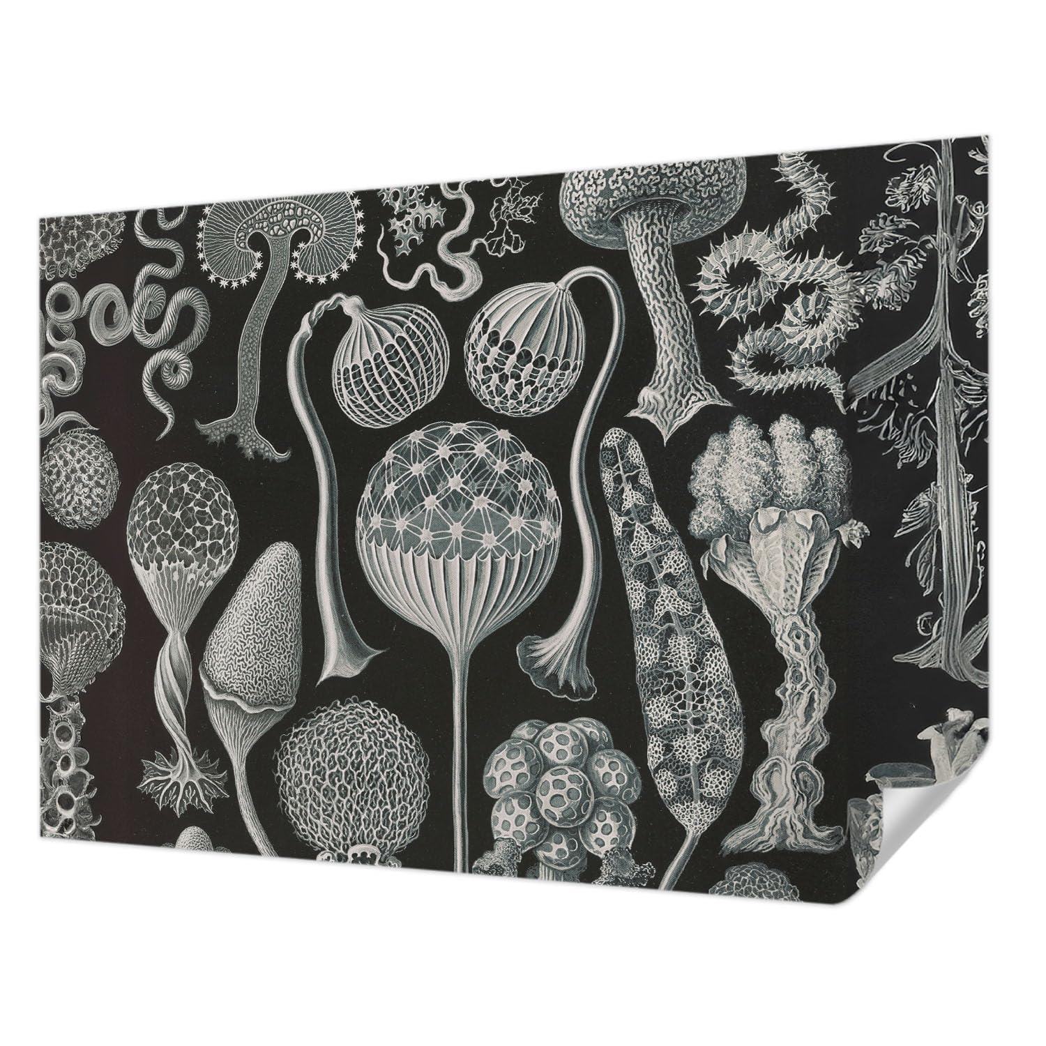 Papier peint autocollant salon Tulup grand format décoration intérieure plantes magiques