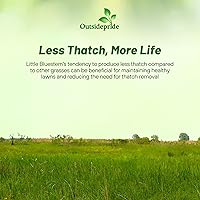 Vista 5 de Outsidepride Semilla de hierba perenne Little Bluestem – 1 libra Temporada cálida, resistente a la sequía, semillas de hierba de pradera nativa