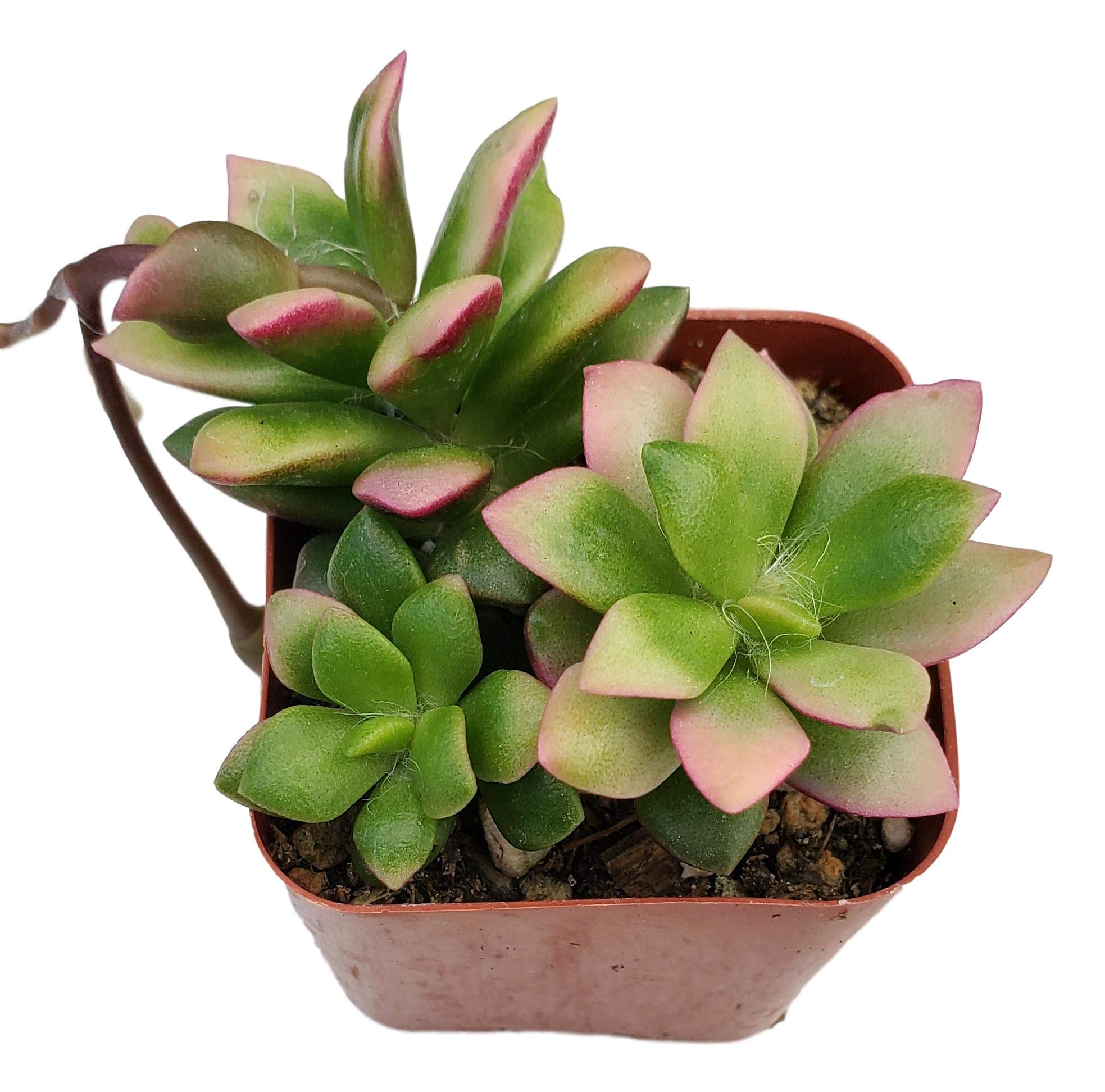 FATPLANTS Trailing Succulent Collection