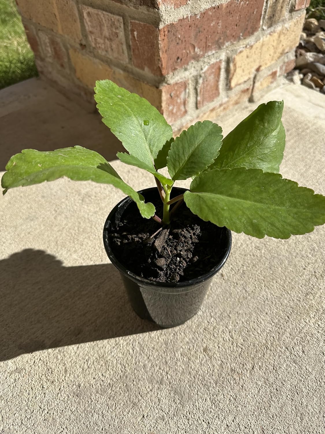 Miracle Leaf of Life Kalanchoe