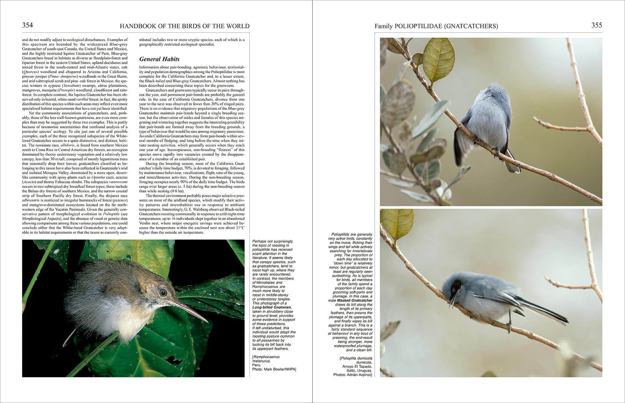 Handbook of the Birds of the World – Volume 11: Old World Flycatchers to Old World Warblers: v. 11