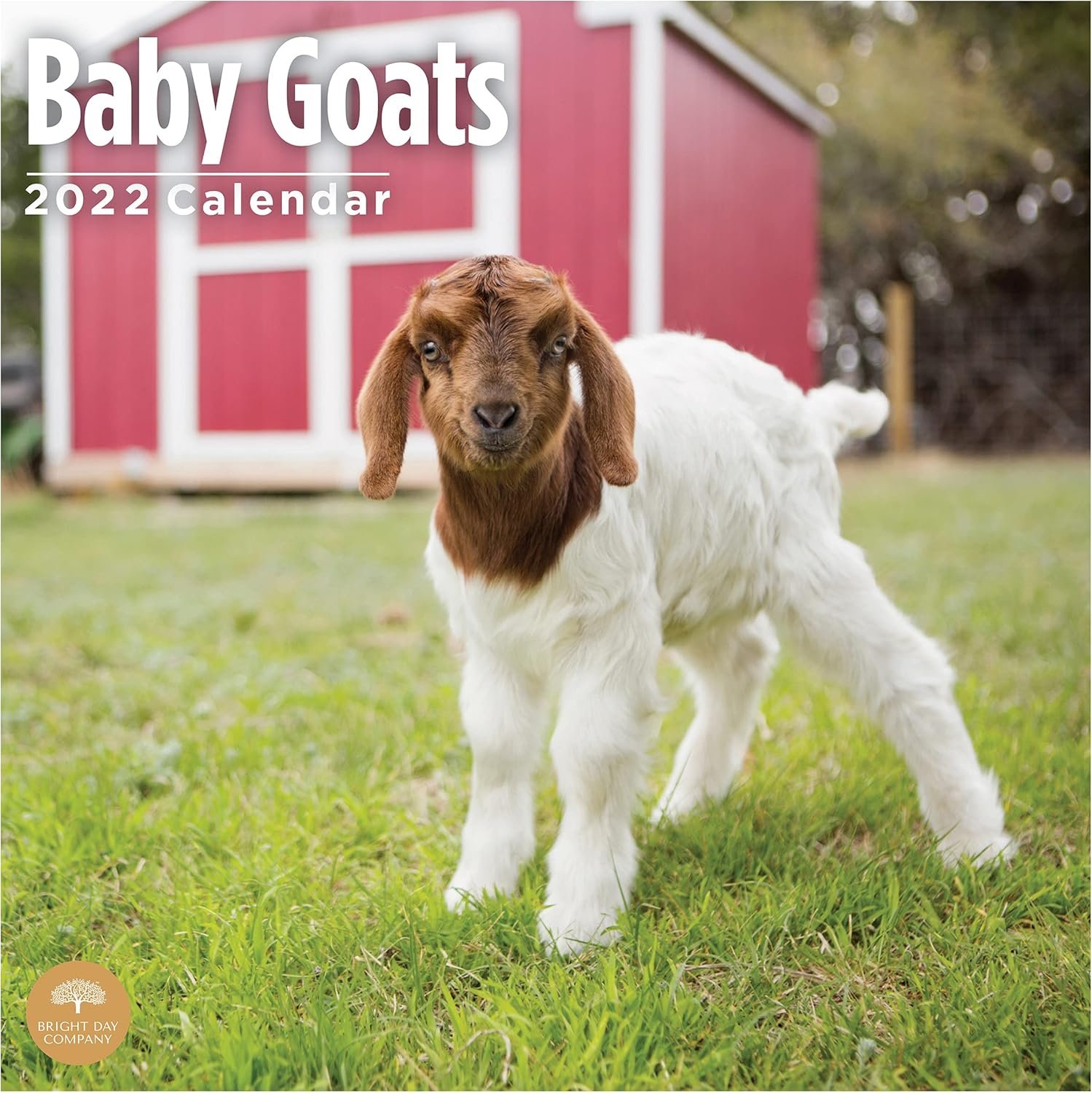 Goat Calendar 2022 Amazon.com : 2022 Baby Goats Wall Calendar By Bright Day, 12 X 12 Inch,  Cute Farm Animal : Office Products