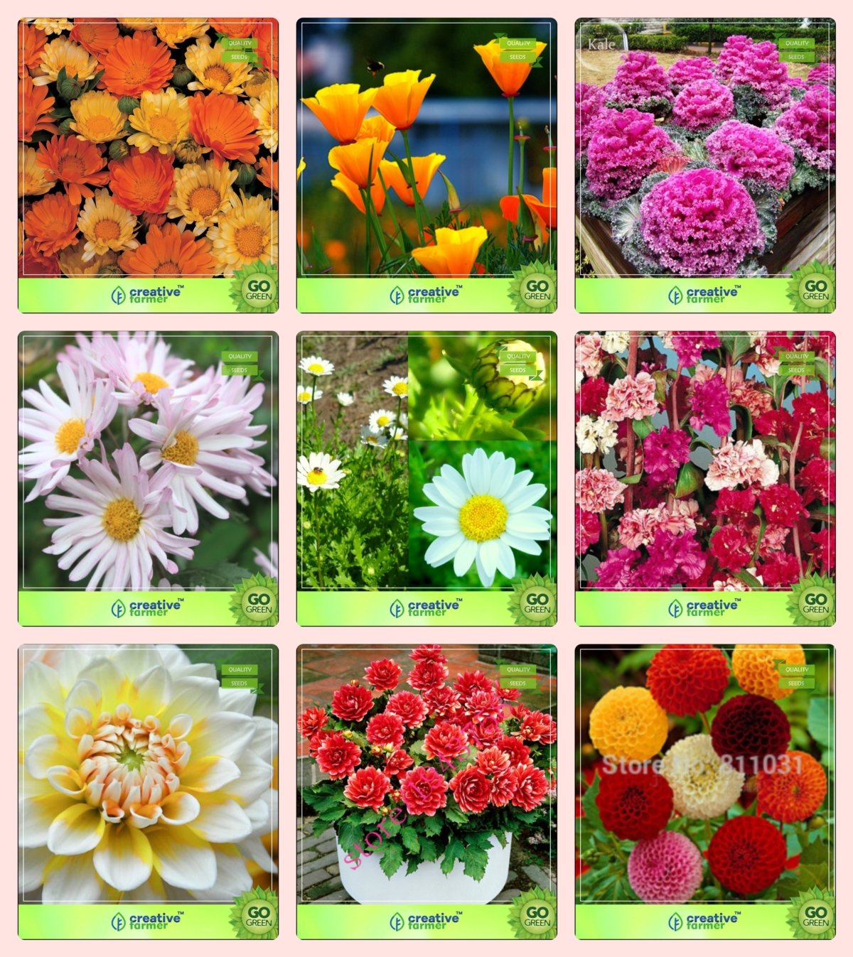 Creative Farmer Flower Seeds : Rare Plant Seeds Combo Gaillarda, California, Ornamental Kale, Chrysanthemum, Chrysanthemum, Clarkia Elegans, Dahlia -Beauty, Dahlia -Unwin, Dahlia Garden Seeds Packs (B076M2PW91) Amazon Price History, Amazon Price Tracker