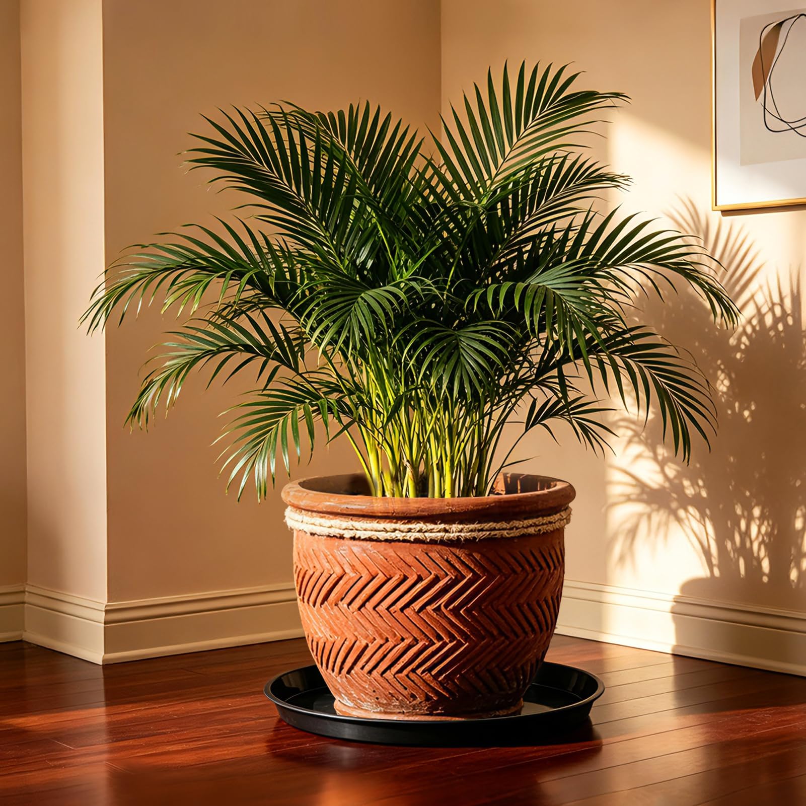 Plant Saucers - Protect Your Floors & Pots -6 Plant Saucers - Protect Your Floors & Pots -6
