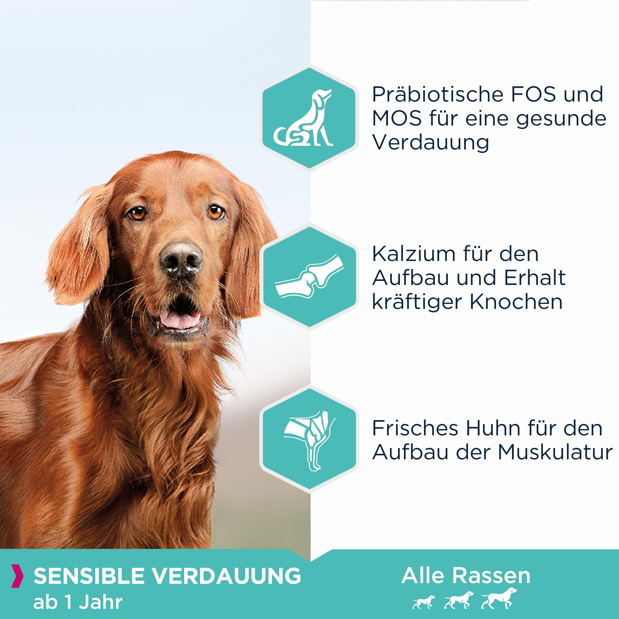 Eukanuba Daily Care Sensitive Digestion Hundefutter - Trockenfutter für Hunde mit sensibler Verdauung, Magenfreundlich mit leicht verdaulichem Reis, 12 kg