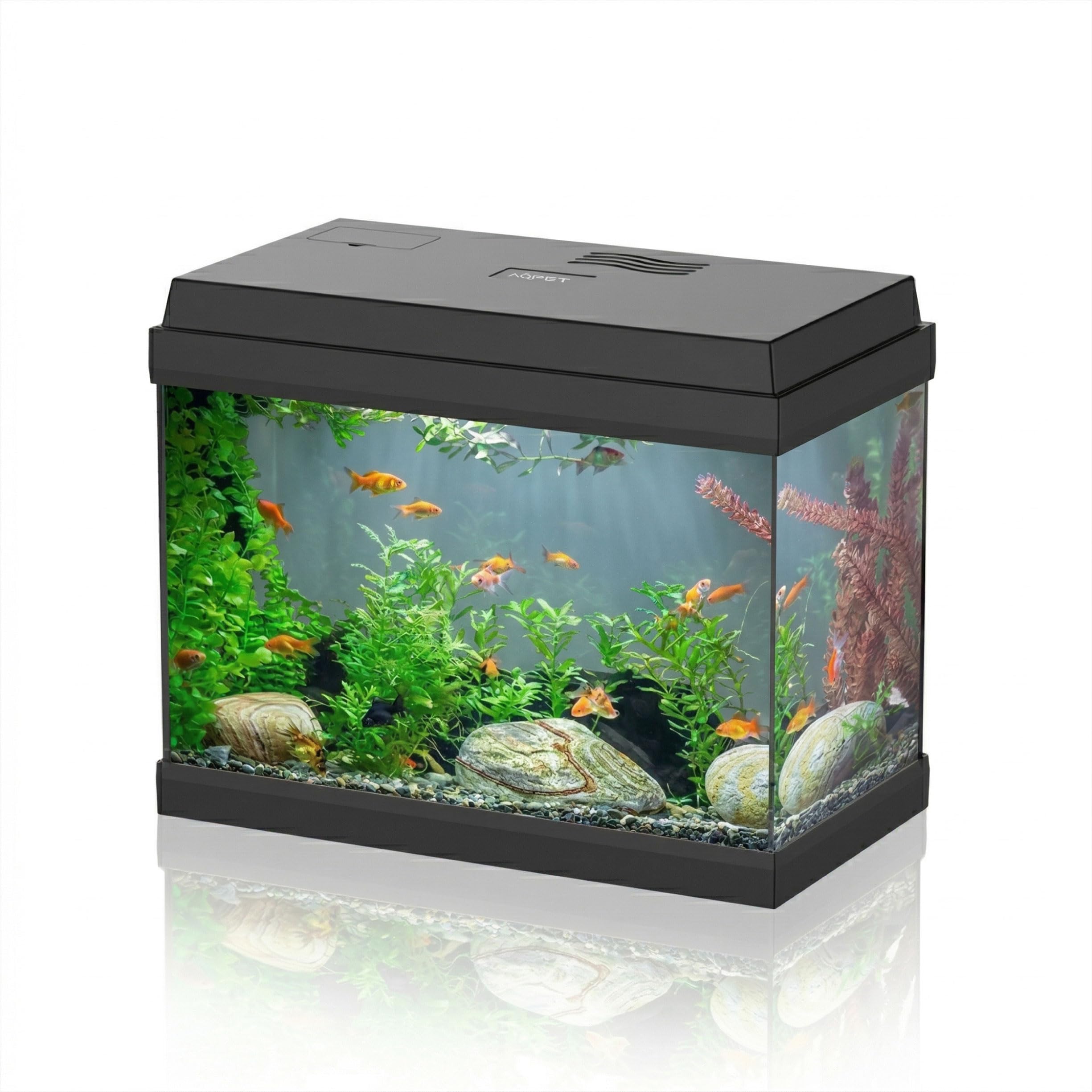 AQPET Acquario in Vetro per Pesci Tropicali Completo di Accessori Filtro Luce Simply, 30 39x22x30 cm 30 Litri