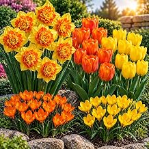 Spring Fire Bulb Collection 50 Spring Flower Bulbs Sizzling Fire Daffodils, Orange Tulips, Yellow Tulips, Orange Crocus & Yellow Crocus - Top Size