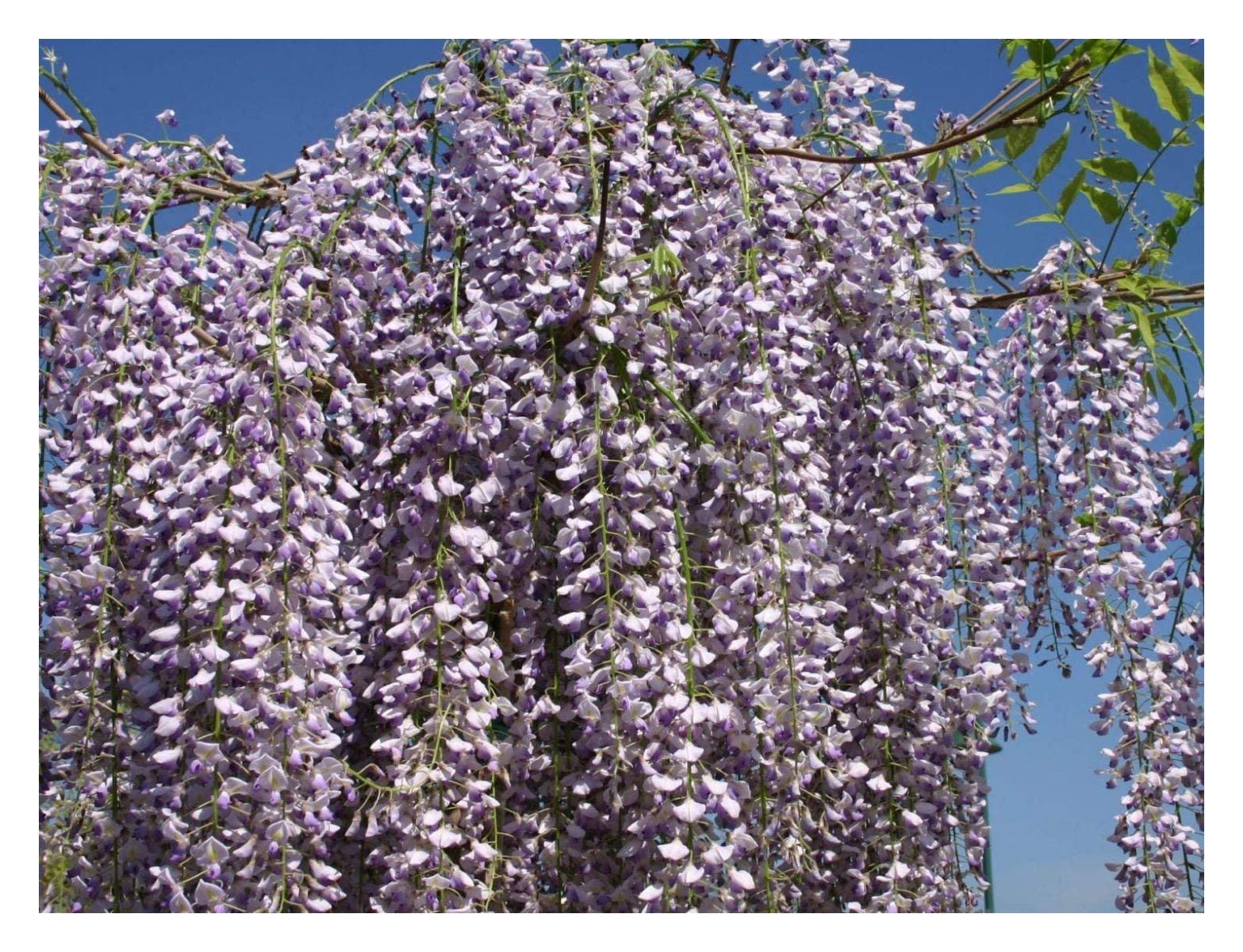 Buy Wisteria Flori. Multijuga Syn. Macrobotrys, Japanese Wisteria in 9