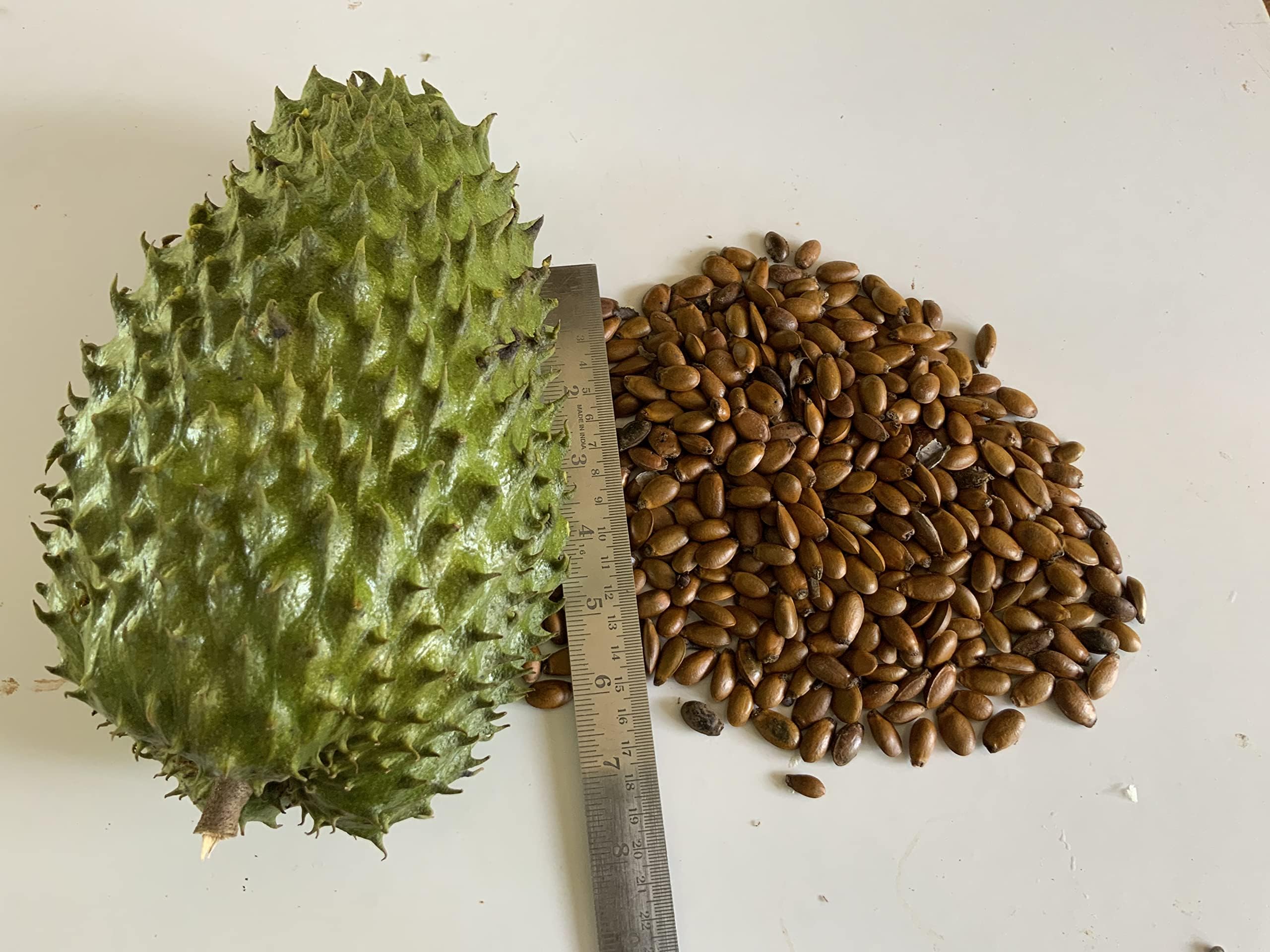 Abamec Soursop Graviola Annona Muricata Guyabano Tree Seeds for Growing (25 seeds pack)
