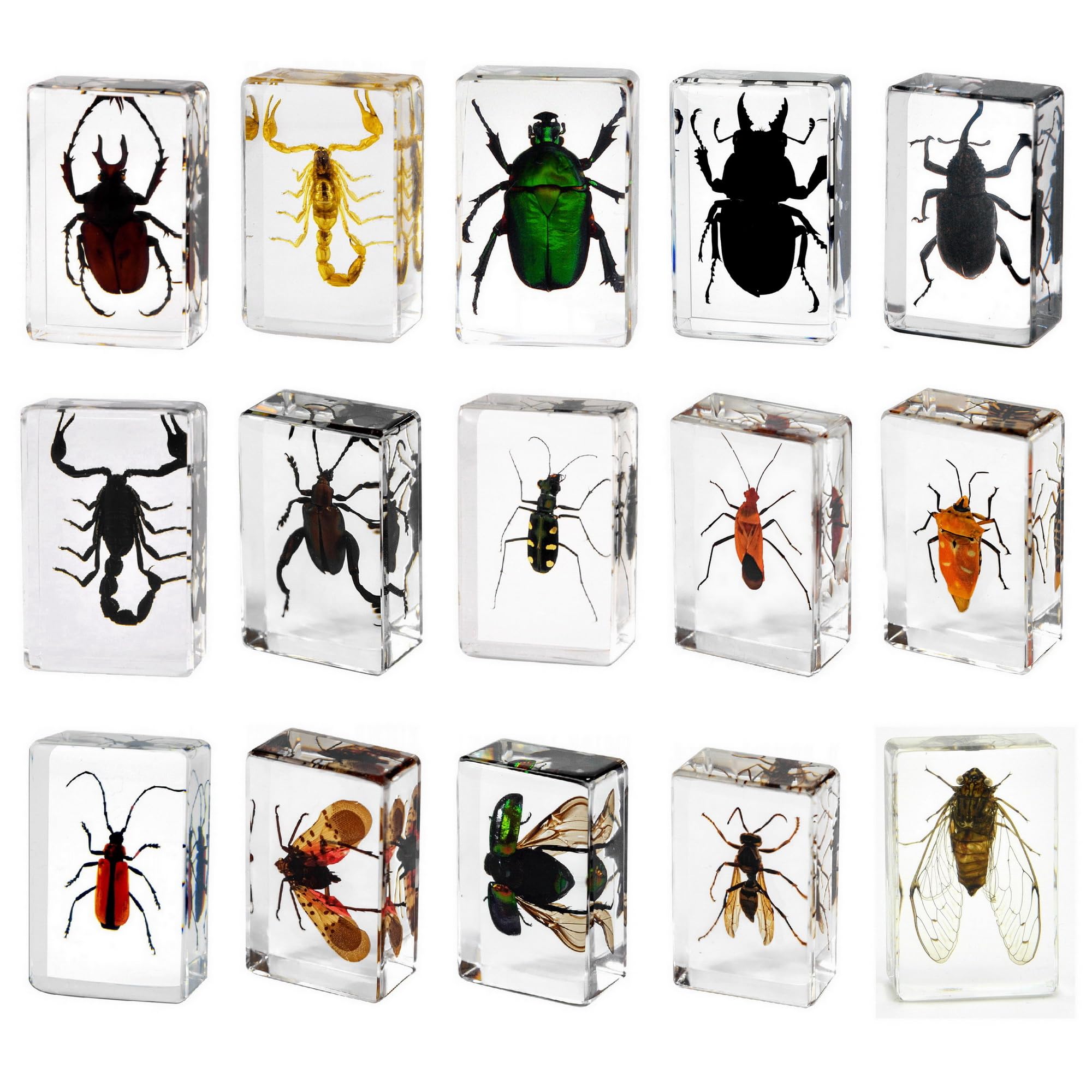 Small Size 15pcs Real Insect Specimens in Resin for Closer-Look & Study, Novelty Fun & Educational for Preschool, Classroom, Home Office Display Decor (15, Small 15pcs Insects)