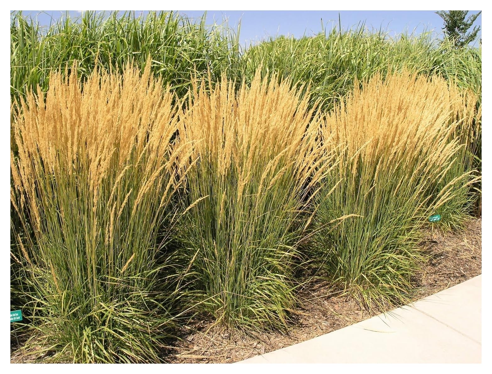 Stauden Gänge 10 x Calamagrostis x acutiflora 'Karl Förster' Reitgras | Hohes Ziergras für Sonne bis Halbschatten, Blüte Juni bis August, mehrjährig, 1 L Topf (11x11 cm)