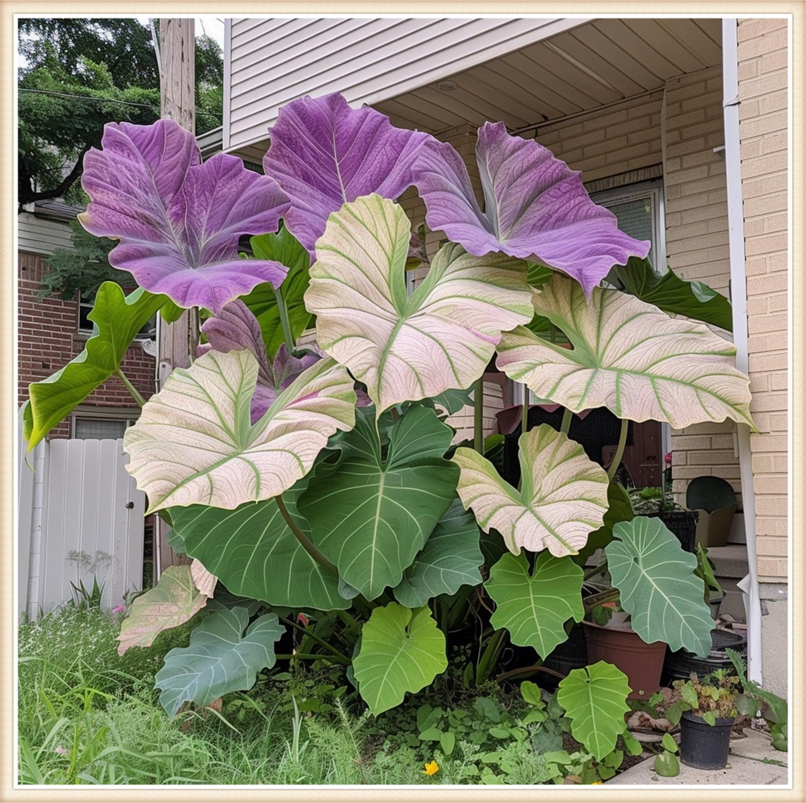 Easy to Plant/Elephant Ear Bulbs/Alocasia Bulbs/Excellent Display, Wedding Flowers/Flowering Rhizome, Good for Containers-15 Bulbs-E