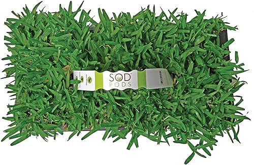 SodPods® St. Augustine Seville Grass Plugs for Lawn Repair, 3"
