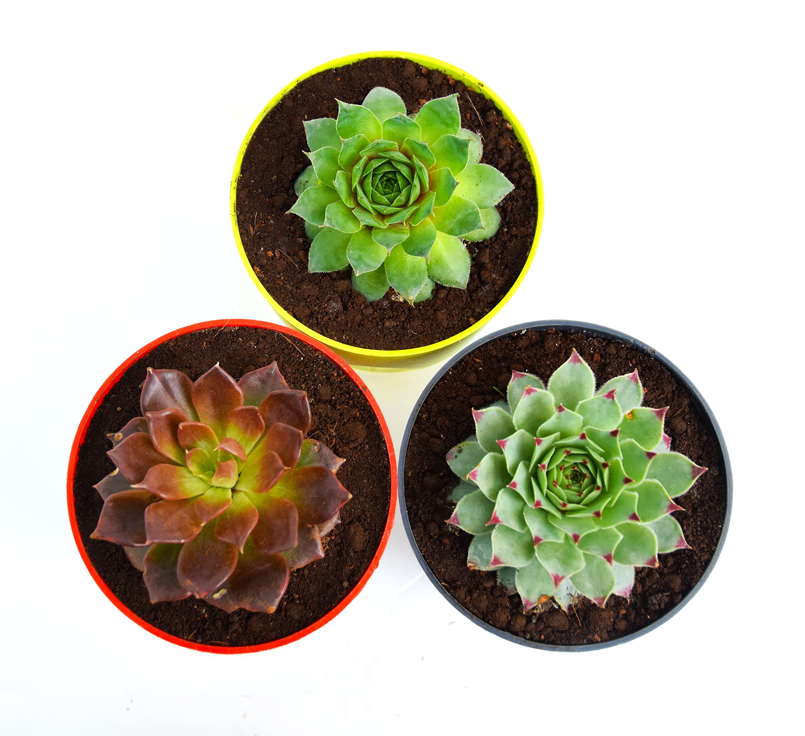Red Tip Laxmi Kamal Plant Original, Green Wheel Laxmi Kamal Combo Pack Of 3 | Vishnu Kamal Succulent Plant With Self Watering Pot | Easy Care Drought Tolerant Live Indoor Table, Office Desk Plant (B0BRJF9CP2) Amazon Price History, Amazon Price Tracker