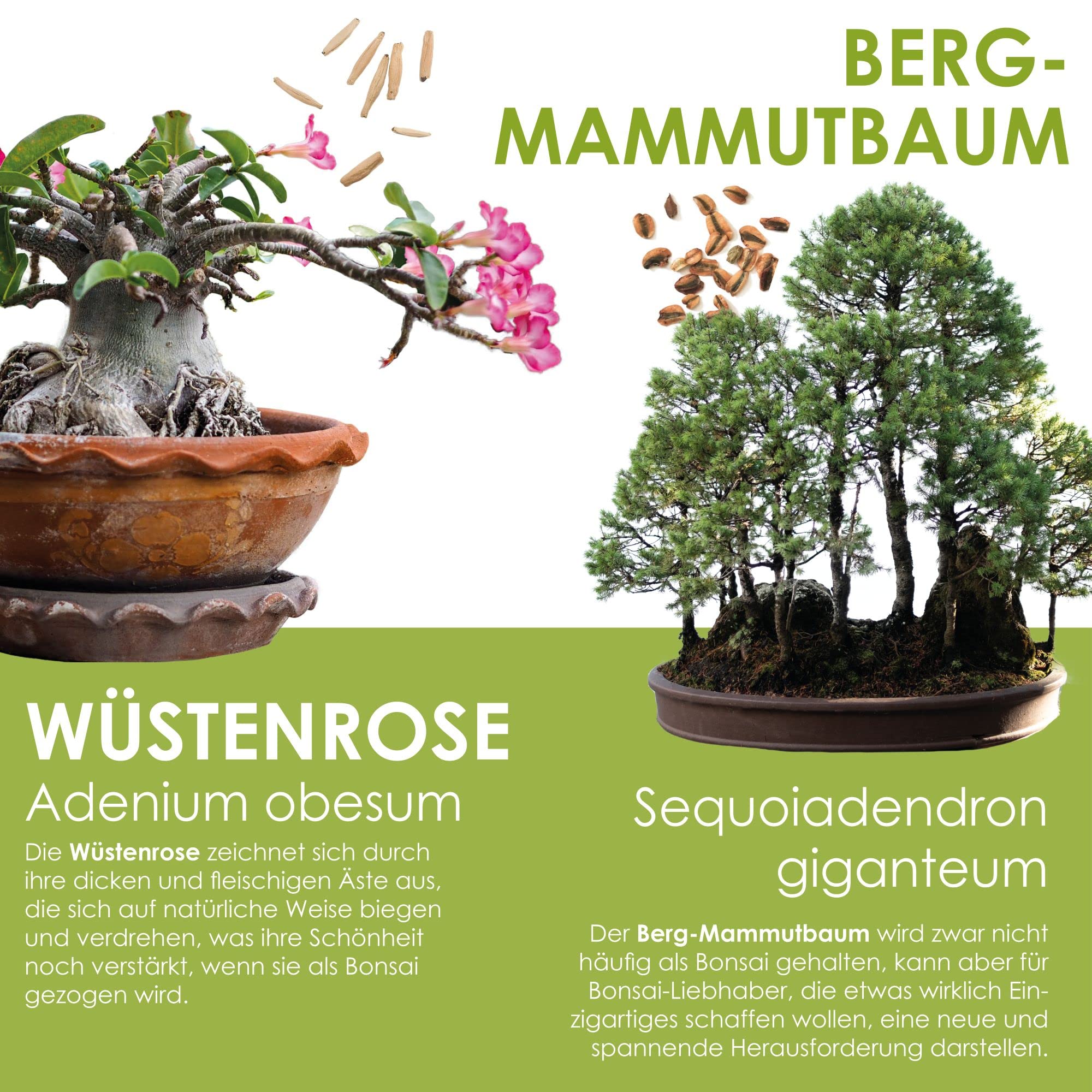 cafe bonsai DIY Bonsai Bar Kit