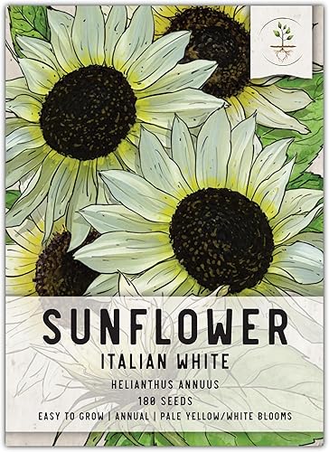 Seed Needs, Semillas de girasol blanco italiano, 180 semillas tradicionales para plantar Helianthus debilis, flores amarillas claras para plantar un disponible en Yaxa Venezuela