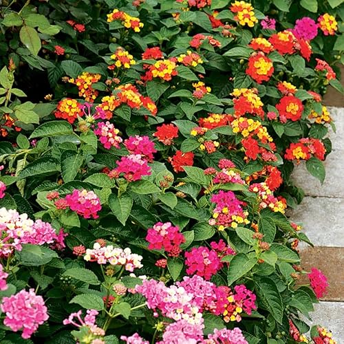 Lantana - Planta viva para plantar al aire libre, flores de Lantana rosa, planta viva lista para plantar