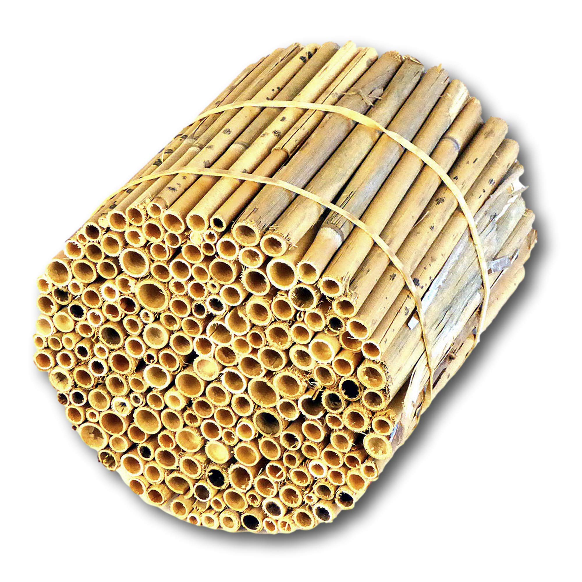BeeCasa by Hiss Reet® Schilfrohrhalme MEDIUM | Naturbelassener Bund | Insektenhotel & Bienenhotel Füllmaterial | Niströhren & Nisthülsen für Wildbienen