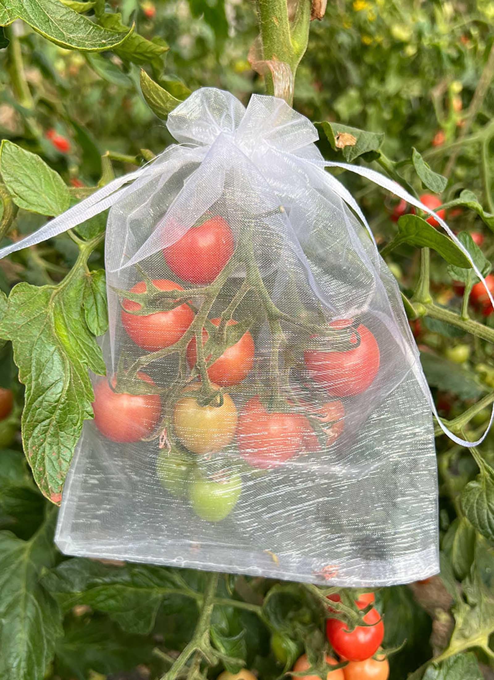 Ifukens ぶどう 袋果実袋 防鳥ネット防虫ネット 家庭菜園果物袋 果物保護バッグ葡萄園芸 ネット50枚入桃の袋鳩よけネット ブドウ 袋農業用遮光見える通気性巾着袋イチゴ イチジク トマト 梅 サクランボ野菜保護 (透明, 20*30cm 50枚入)