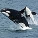 Marine Mammal Species Trivia Quiz